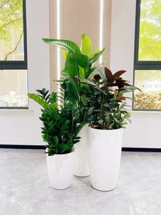 余姚盆景出租价格大起底，你绝对不能错过！